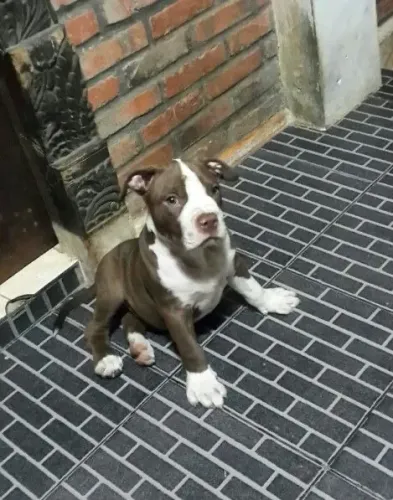Pitbull - Carinho, Lealdade Em Um Só Pacotinho