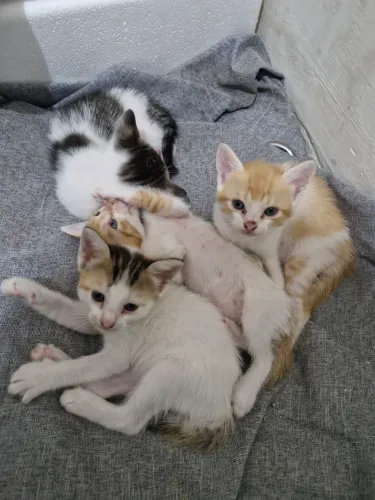 Gatos para adoção responsável 