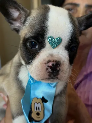 Buldogue francês macho microchipado