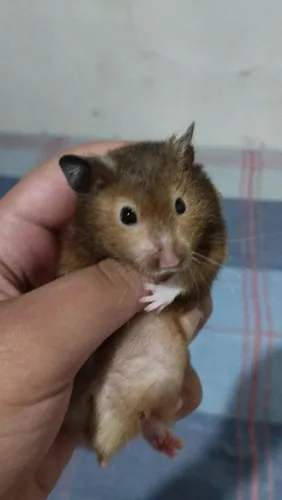 Vendo hamiter sírio filhote 