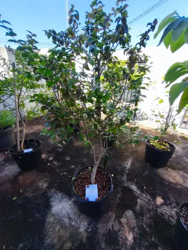 Muda de Pitanga altura 125cm