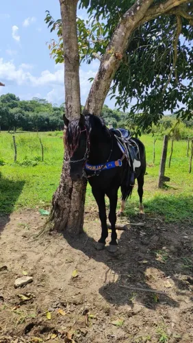 Cavalo