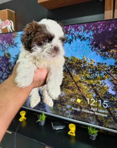 Shih Tzu filhotes prontos para novo lar