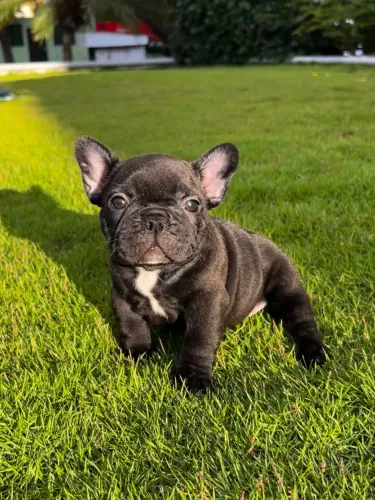 Bulldog francês fêmea