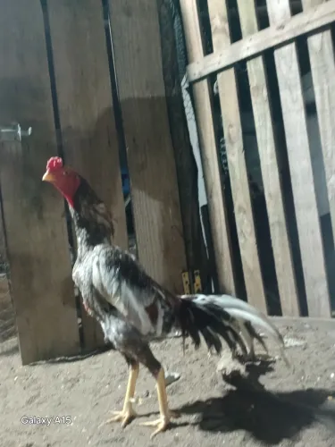 vendas galinhas raça puras e frangos