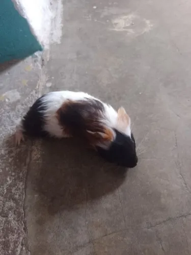 Porquinho da índia angorá 