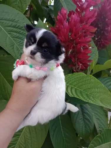 Chihuahua fêmea Pelo Longo, Linhagem Russa, em 10x no Cartão.