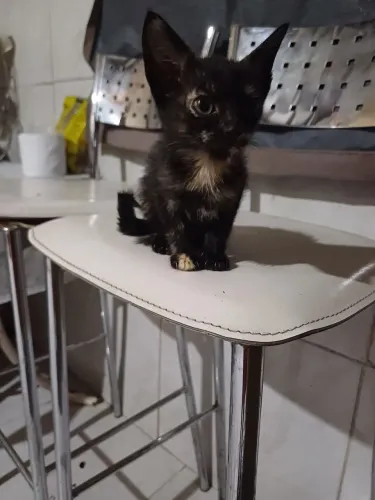 Gatinho 30 dias femea