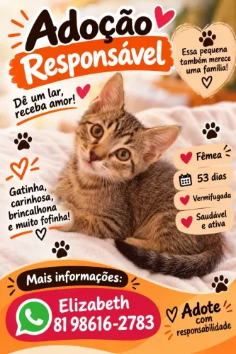 Gatinha fofa para adoção - 53 dias de vida