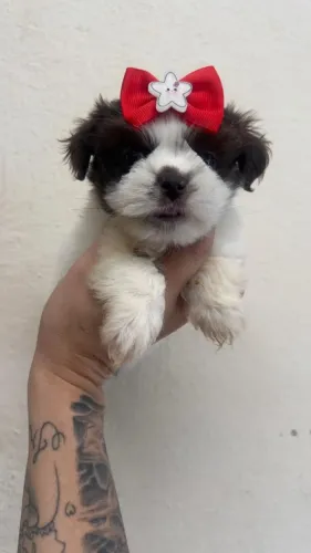 shihtzu Tornando Seus Dias Mais Divertidos