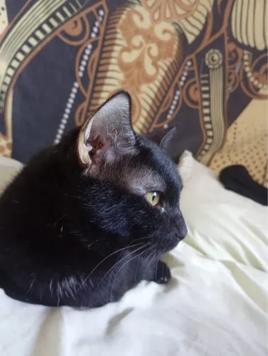 Gato Preto para Doação