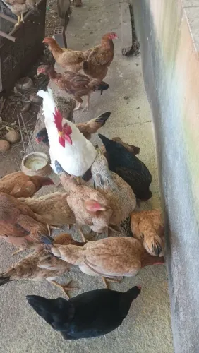 Vende-se galinhas