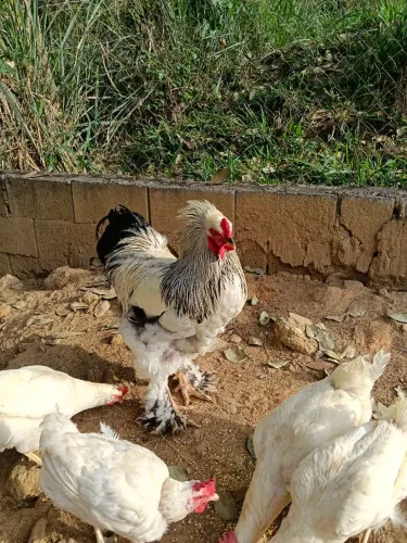 Galo Brahma