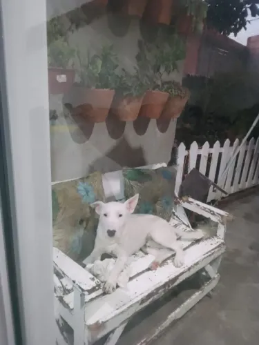 Bull terrier doacao