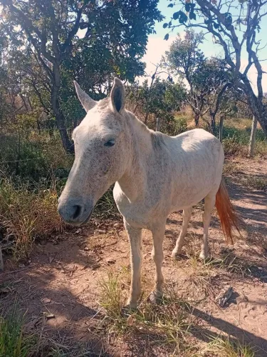 Cavalo tordilho machador