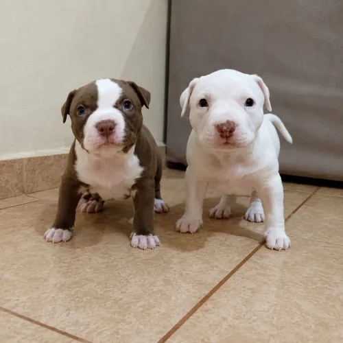 Filhotes de PITBULL 
