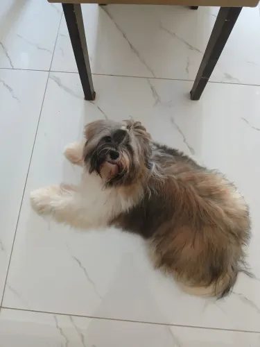 Vendo uma shitizu fêmea 