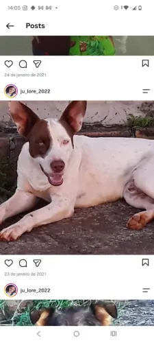 Adoção responsável Pitbull