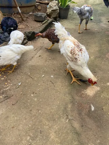 Galinha e galo 