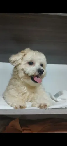 Maltipoo