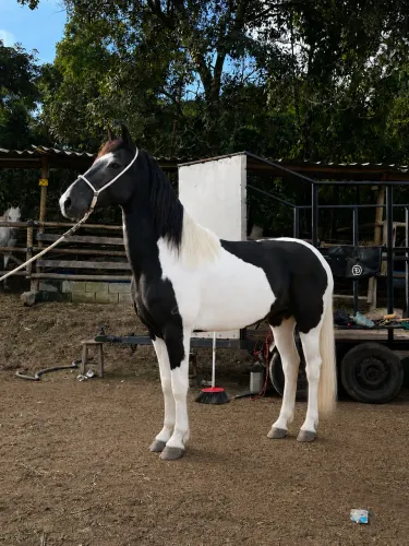Oportunidade cavalo castrado marcha batida R$12.000