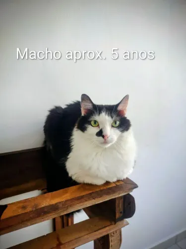 Doação gato macho