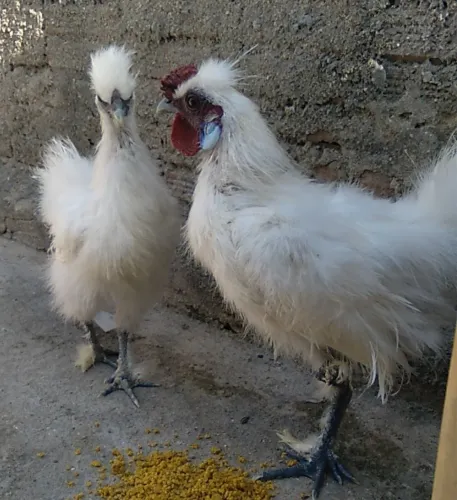 Galos 
