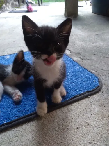 DOAÇÃO ADOÇÃO GATINHOS FILHOTES