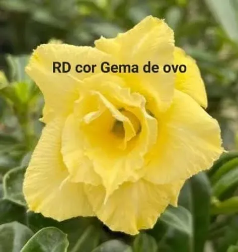 Rosa do Deserto Natural