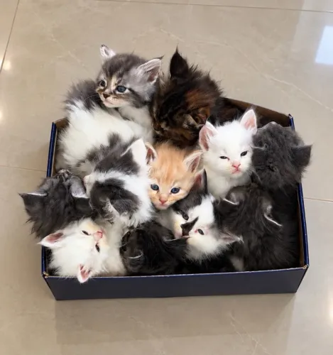 Ninhada de Maine Coon disponível