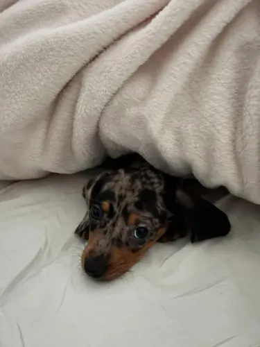 Dachshund Ideal Para Momentos De Companhia