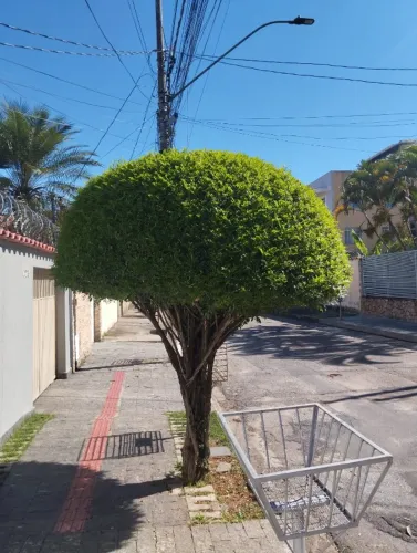 Faço serviço de jardinagem em geral