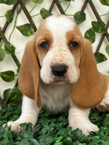 Lindos filhotes de Basset Hound