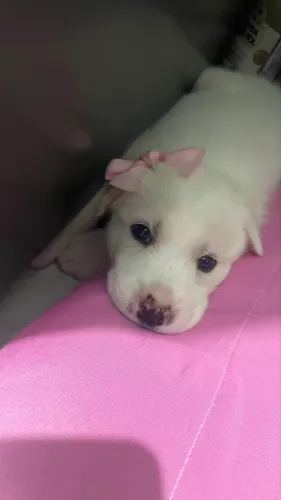 FILHOTE DE HUSKY COM VIRA-LATA À VENDA