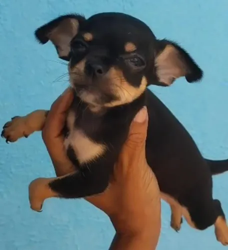 Filhotes macho e fêmea de Chihuahua 