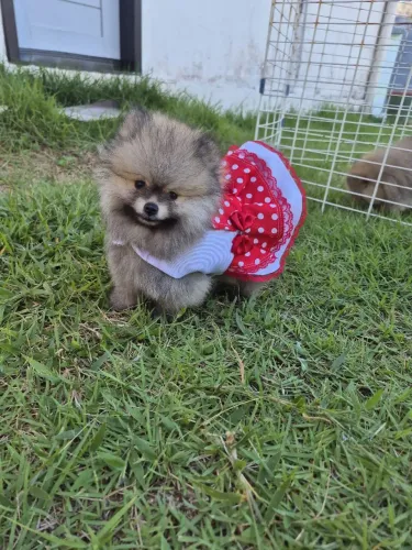 Fêmea laranja a pronta entrega padrão de excelência Lulu da Pomerânia anão