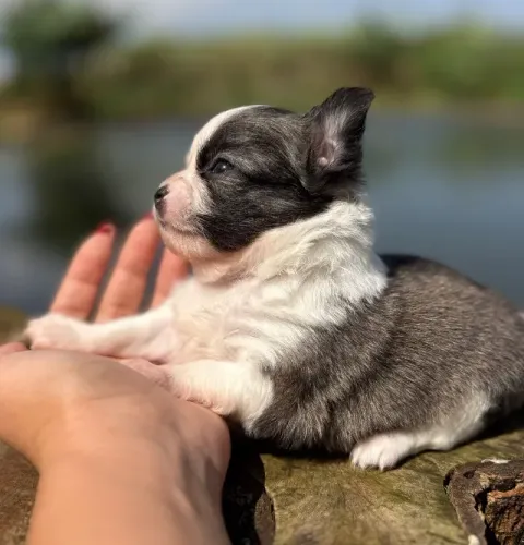 Chihuahua machinho pelo longo 