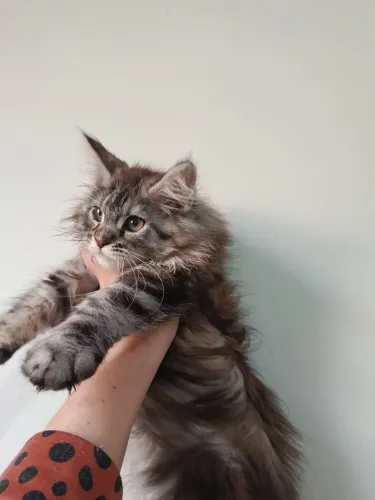 fêmea Maine coon com pedigree