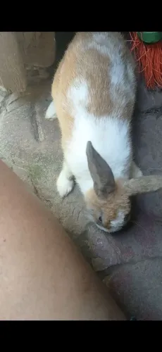 Coelhinho super dóçio que come de tudo ( motivo da doação, Mudança).