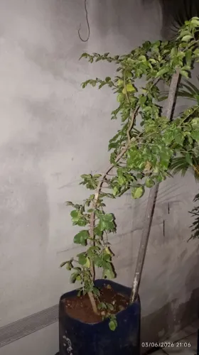 Pé de acerola 