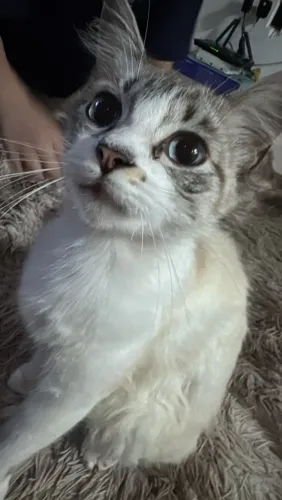GATA PARA ADOÇAO