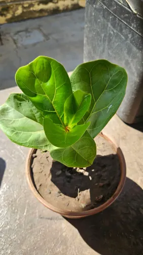 Muda de Ficus Lyrata