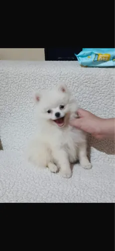 Cachorro 