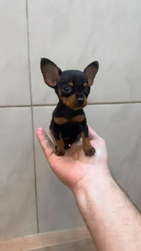 Pinscher miniatura original com total garantia de saúde e procedência