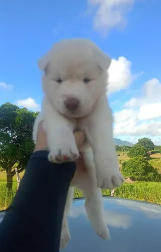 Filhote de husky siberiano legitimo. Branco de olhos azul. Programe fofa. Puro lobo origin