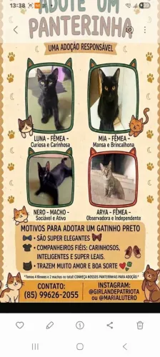 Lindas fofulas pra adoção 