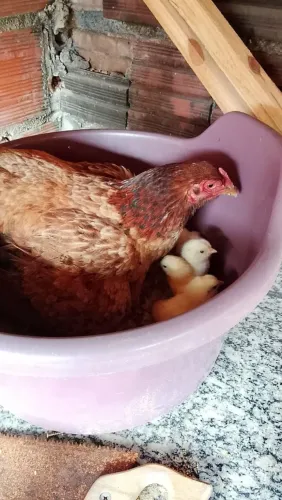 Galinha e pintinhos
