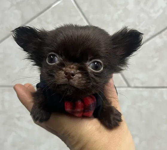 Chihuahua micro macho pelo longo chocolate