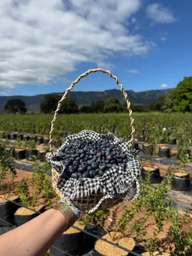 Mirtilo ( Blueberry )
