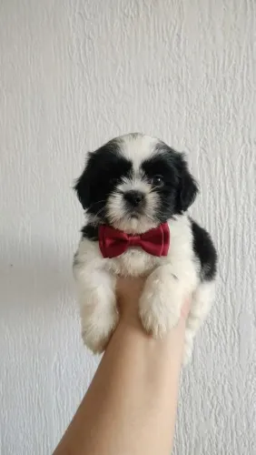Filhotes de Shih Tzu Macho